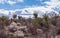 Mojave Yucca cacti among dried shrub, Joshua Tree National Park, CA, USA