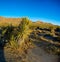 Mojave Yucca Early Evening