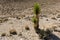 The Mojave Yucca plant grows in the desert near Gold Point, Nevada, USA