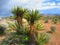 Mojave Yucca plants Red Rock Canyon Nevada