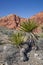 Mojave Yucca at Red Rock Canyon