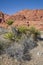 Mojave Yucca at Red Rock Canyon