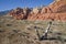 Mojave Yucca at Red Rock Canyon