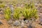 Mojave Yucca Regenerating Post Drought