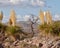 Mojave Yucca (Yucca schidigera) and a dead tree