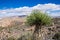 Mojave Yucca Yucca schidigera, Joshua Tree National Park, California