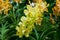 Mokara super yellow orchids in spike