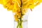 Mokkara yellow Orchid flower in glass vase isolated on white