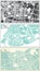 Mokpo, Jeju and Incheon South Korea City Maps Set in Retro Style