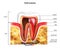 Molar anatomy in details. Illustration of human teeth