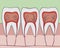 A molar structure with enamel and nerves on the gum and jaw,a  flat anatomical vector stock illustration with cutaway tooth or