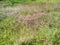 Molasses grass Melinis minutiflora invasive species also known as capim melao in Venezuela
