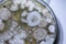 Mold Beautiful, Colony of Characteristics of Fungus Mold in culture medium plate from laboratory.