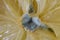 Mold in the center of a sliced lemon, macro shot