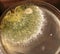 Mold Growing in Petri Dish