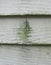 Mold and mildew on the siding of a house