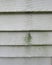 Mold and mildew on the siding of a house
