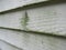 Mold and mildew on the siding of a house