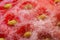 Mold strawberry through the microscope