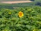 Moldavian field with flowering sunflowers. The first and only bloomy sunflower