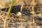 Moldavian meadow adder in natural habitat