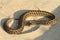 Moldavian meadow viper on sand