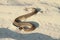 Moldavian meadow viper on sand