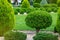 molded sheared evergreen thuja tree in patio garden.