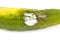 Molded vegetable marrow or zucchini, isolated on