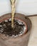 Moldy flowerpot (close-up shot)