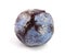Moldy plum isolated on white background closeup