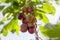 Moldy plums on tree, infected with fungal disease monilinia fructicola or brown rot. Blurred background