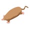 Mole animal icon isometric vector. Cute ground