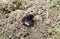 Mole climbs out of the hole. Black mole. A mound of earth from a mole. An underground animal is a
