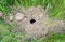 Mole climbs out of the hole. Black mole. A mound of earth from a mole. An underground animal is a