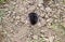 Mole climbs out of the hole. Black mole. A mound of earth from a mole. An underground animal is a