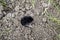 mole climbs out of the hole. Black mole. A mound of earth from a mole. An underground animal is a mole.