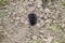 mole climbs out of the hole. Black mole. A mound of earth from a mole. An underground animal is a mole.