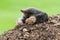 Mole crawling out of the tunnel - making damge to the lawn