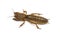 Mole cricket