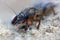 Mole cricket