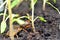 Mole cricket, eating young tomato plant