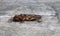 Mole cricket on a gray wooden background