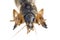 Mole Cricket, Gryllotalpa australis