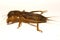 Mole cricket Gryllotalpidae isolated on white background