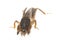 Mole cricket isolated on white background