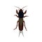 Mole cricket isolated on white background. Insect pest illustration