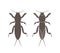 Mole cricket silhouette. Isolated mole cricket on white background