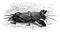 Mole-cricket, vintage engraving