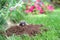 Mole in the garden